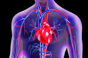 O Que Causa Doença Cardíaca? Parte 3